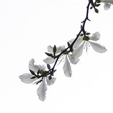 【前端面試】JS如何實(shí)現(xiàn)跨域