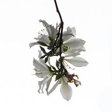 php爬蟲(chóng)框架有哪些